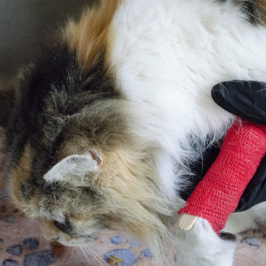 Emergency Zone Basic Cat Emergency Kit, view 4